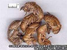 蝉蜕的蜕是蝉的什么
