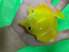 cmf海水鱼论坛首页